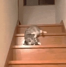 36.gif