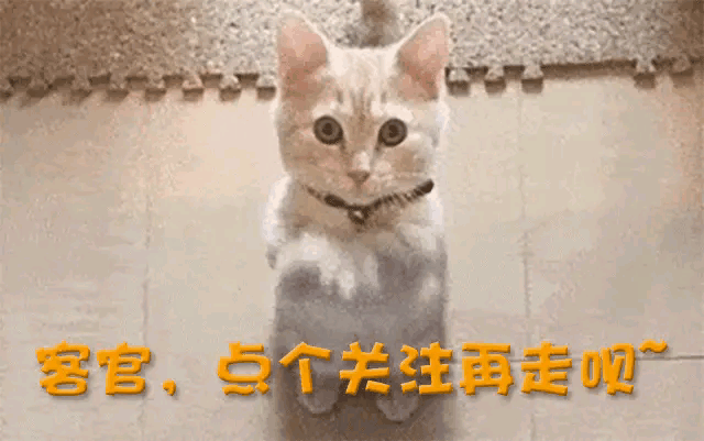 59.gif