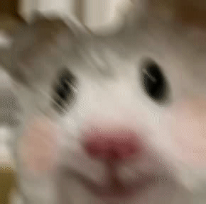 17.gif