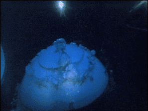 14.gif